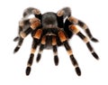 Red knee tarantula