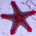 Red Knob Sea Star