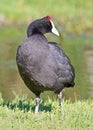 Red Knobbed Coot