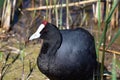 Red-knobbed coot