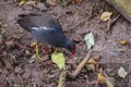 The red-knobbed coot is busy looking for insects in the forest undergrowth in the Garden Route of South Africa