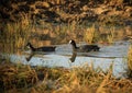 Red-knobbed coot or crested coot, Fulica cristata - a pair in the nature