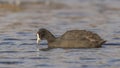 Red-knobbed Coot Eating Weed