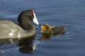 Red Knobbed Coot feeding Chick