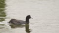 Red Knobbed Coot