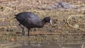 Red-knobbed Coot Feeding