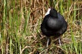 Red knobbed coot looking left