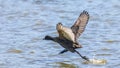 Red-knobbed Coot running on water