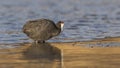 Red-knobbed Coot in Shallow Water