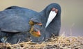 Red Knobbed Coot sitting on a nest with two chicks protecting