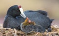 Red Knobbed Coot sitting on a nest with two chicks protecting
