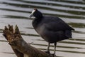 Red Knobbed Coot water bird