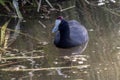 Red Knobbed Coot water bird