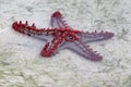 Red knobbed seastar (Protoreaster linckii) at low tide in Watamu, Kenya Royalty Free Stock Photo