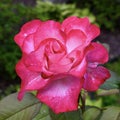 Red Knock Out Rose