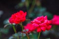 Red Knock Out Roses Royalty Free Stock Photo