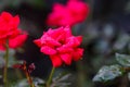 Red Knock Out Roses Royalty Free Stock Photo