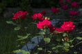 Red Knock Out Roses Blooming in a Garden with Dramatic Black Background Royalty Free Stock Photo