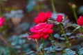 Red Knock Out Roses Royalty Free Stock Photo