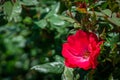 Red knockout rose on bush