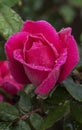 Red Knockout Rose after Rain Shower