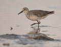 Red Knot Royalty Free Stock Photo