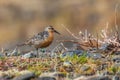 Red Knot Royalty Free Stock Photo