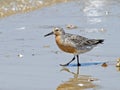 Red Knot on Beach Royalty Free Stock Photo