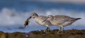 Red Knot - Calidris canutus Royalty Free Stock Photo