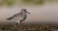 Red Knot - Calidris canutus Royalty Free Stock Photo