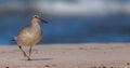 Red Knot - Calidris canutus