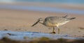 Red Knot - Calidris canutus Royalty Free Stock Photo