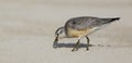 Red Knot - Calidris canutus - on the autumn migration way Royalty Free Stock Photo