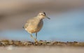 Red Knot - Calidris canutus - on the autumn migration Royalty Free Stock Photo