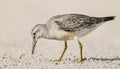 Red Knot - Calidris canutus - in autumn