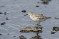 Red Knot - Calidris canutus, beautiful wader Royalty Free Stock Photo