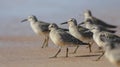 Red Knot - Calidris canutus Royalty Free Stock Photo