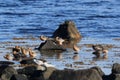 Red Knot (Calidris canutus) Iceland