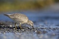 A red knot resting and foraging during migration on the beach of Usedom Germany.