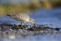 A red knot resting and foraging during migration on the beach of Usedom Germany.