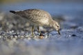 A red knot resting and foraging during migration on the beach of Usedom Germany. Royalty Free Stock Photo