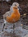 A Red Knot Feeding along the Delaware Bay Royalty Free Stock Photo