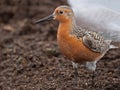 A Red Knot Feeding along the Delaware Bay Royalty Free Stock Photo