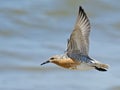 Red Knot in Flight Royalty Free Stock Photo