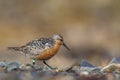 Red Knot Royalty Free Stock Photo