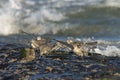 Red Knot, Kanoetstrandloper, Calidris canutus Royalty Free Stock Photo