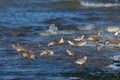 Red Knot, Kanoetstrandloper, Calidris canutus Royalty Free Stock Photo