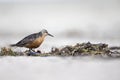 A red knot resting and foraging during migration on the beach of Usedom Germany. Royalty Free Stock Photo