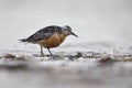 A red knot resting and foraging during migration on the beach of Usedom Germany.