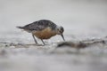 A red knot resting and foraging during migration on the beach of Usedom Germany.